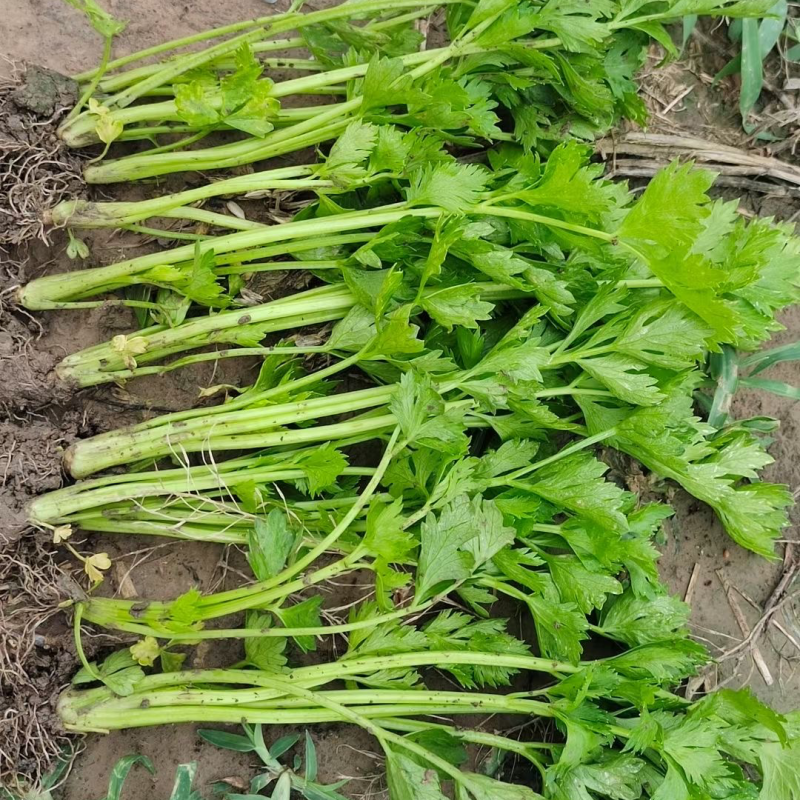 大量现货供应优质芹菜苗根系发达颗颗保活【禹城芹菜苗》