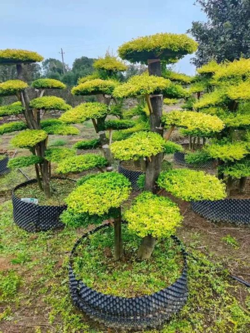 造型亮晶女贞