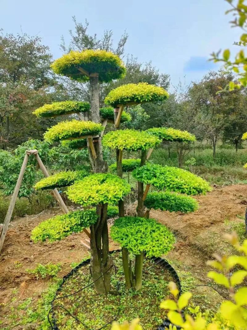 造型亮晶女贞