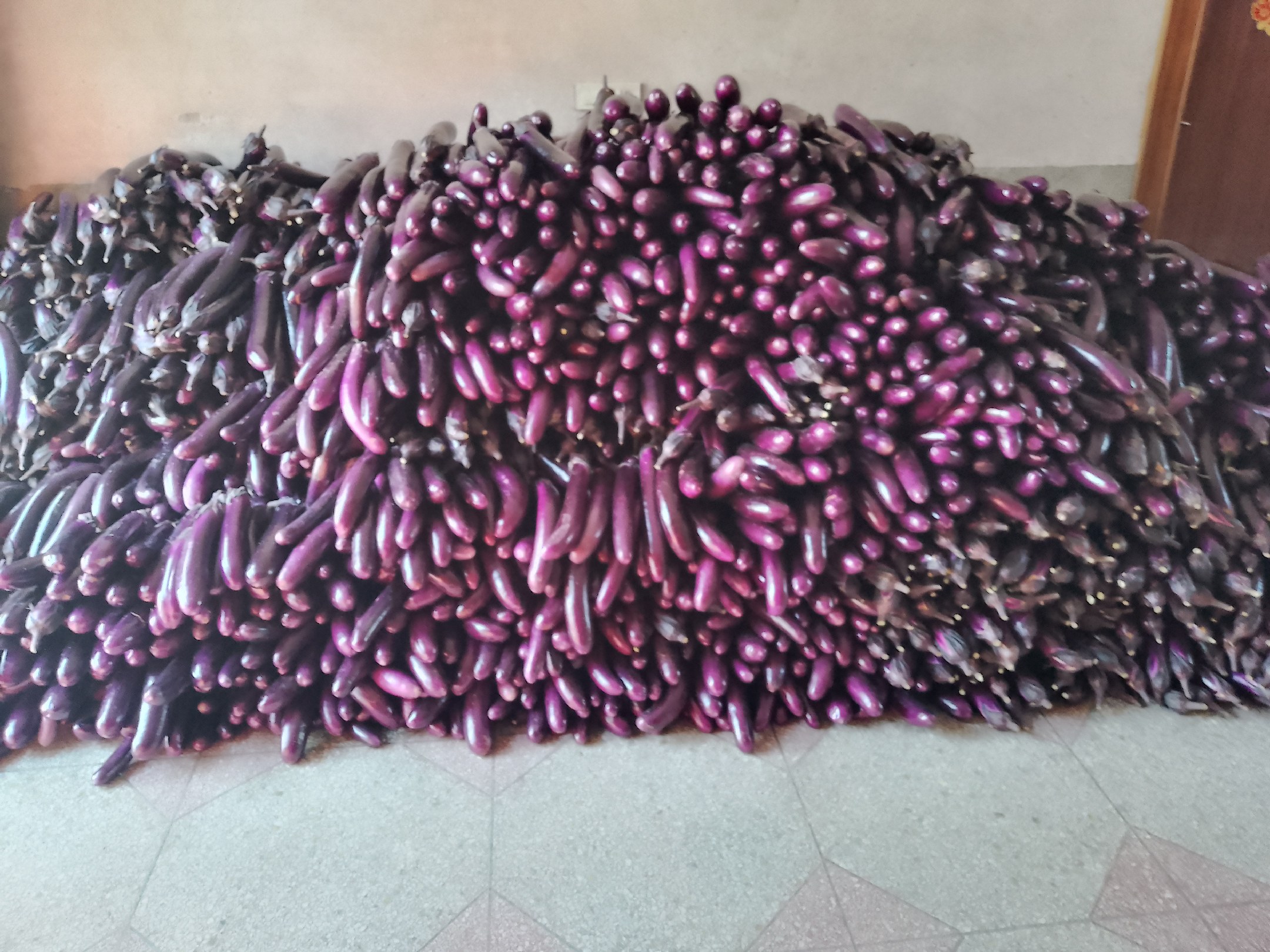 线茄与扇贝的食材摆盘图,展示新鲜线茄切段与处理好的扇贝 线茄与扇贝的食材摆盘图