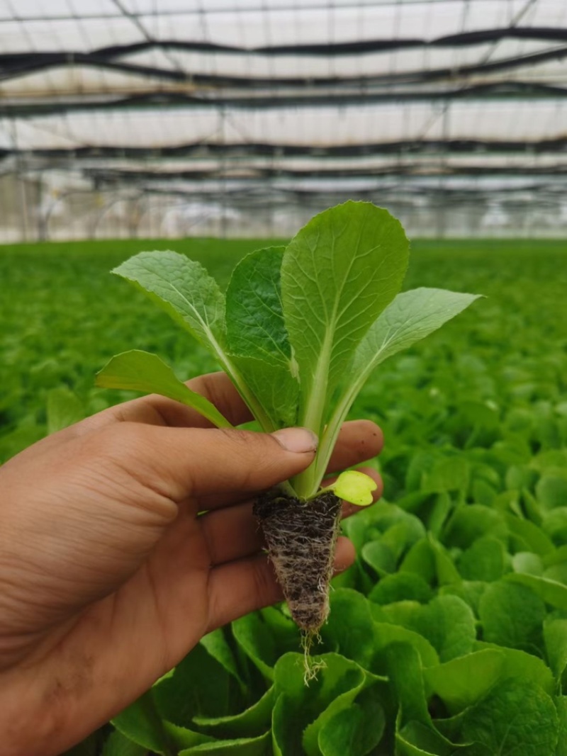 白菜苗基地直发根系好成活高品种全，专业育苗
