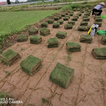 马尼拉草皮自产自销基地直售一手货源无中介