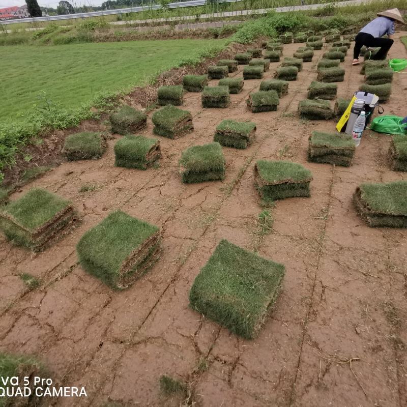 马尼拉草皮自产自销基地直售一手货源无中介