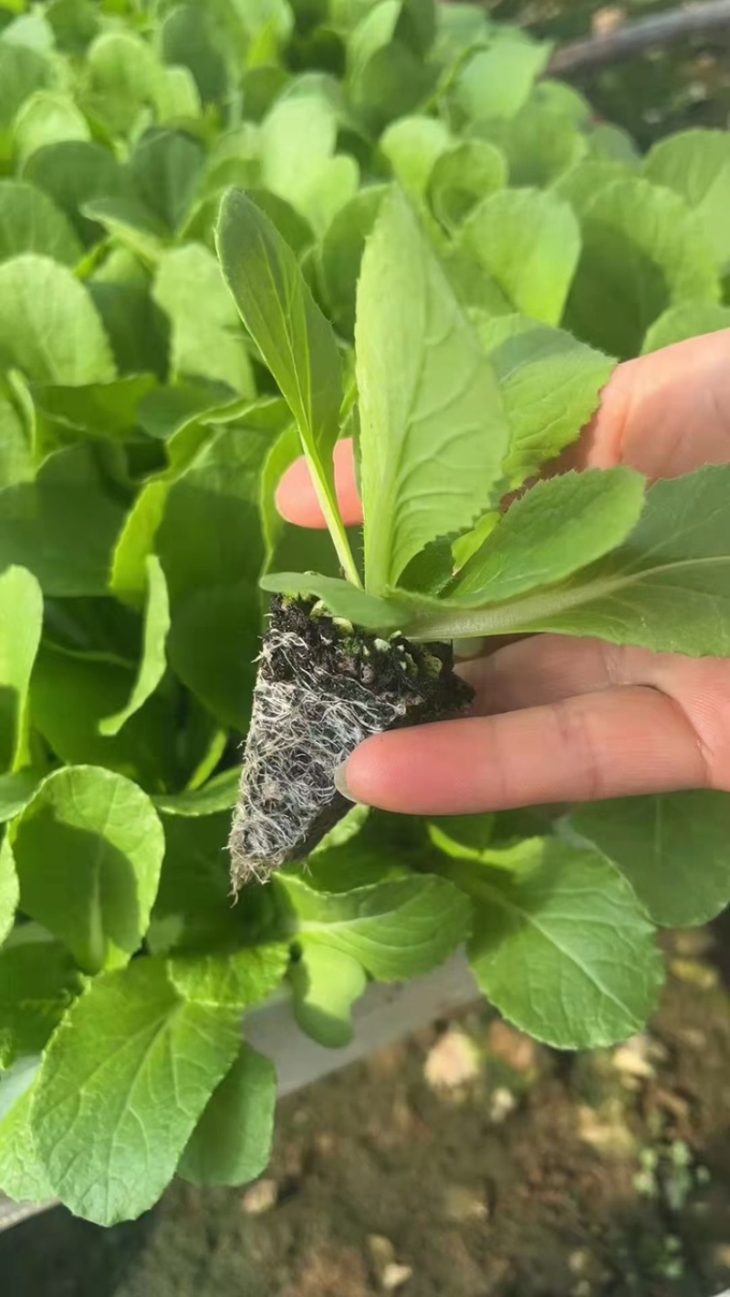 白菜苗基地直发根系好成活高品种全，专业育苗