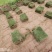 马尼拉草皮自产自销基地直售一手货源无中介