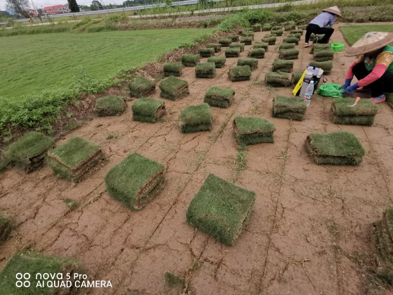 马尼拉草皮自产自销基地直售一手货源无中介