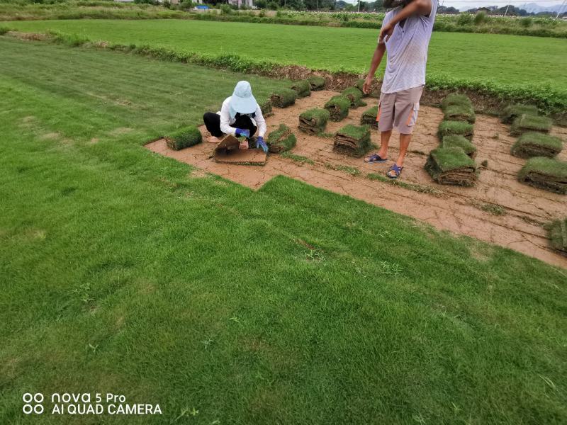马尼拉草皮自产自销基地直售一手货源无中介