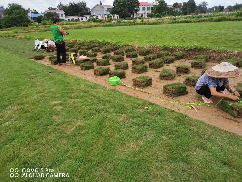 马尼拉草皮自产自销基地直售一手货源无中介