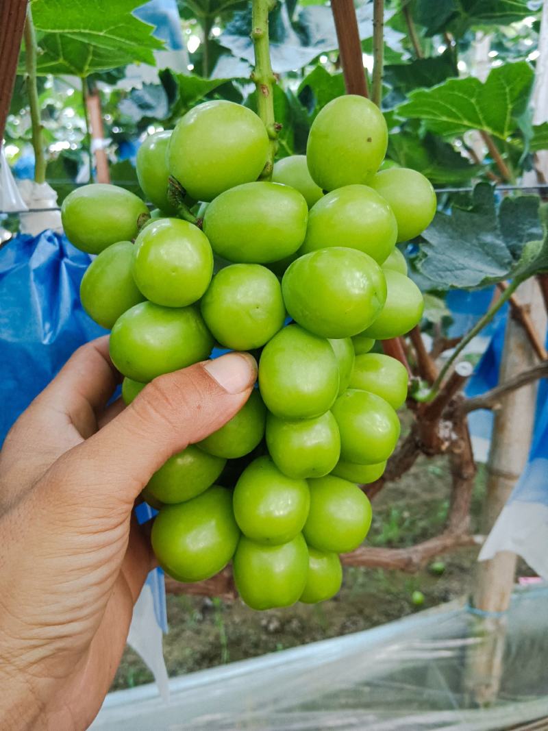 河北饶阳县《阳光玫瑰种植基地》真实图片