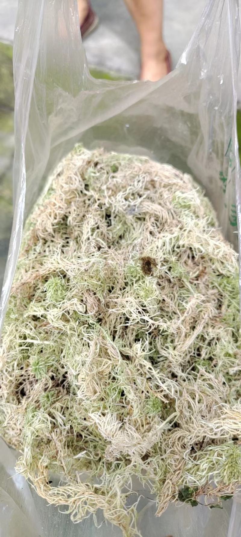 水苔水草海花草品质保证种植兰花必备