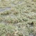 水苔水草海花草品质保证种植兰花必备