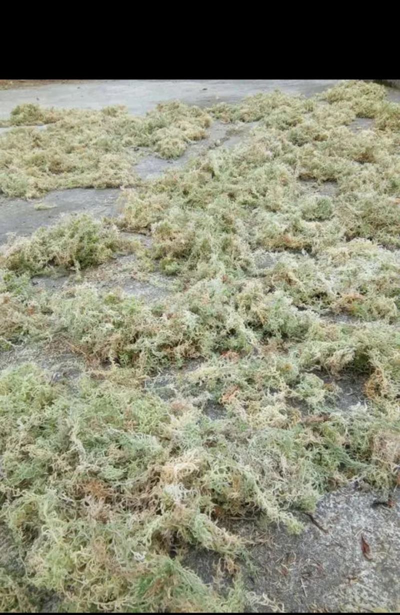 水苔水草海花草品质保证种植兰花必备