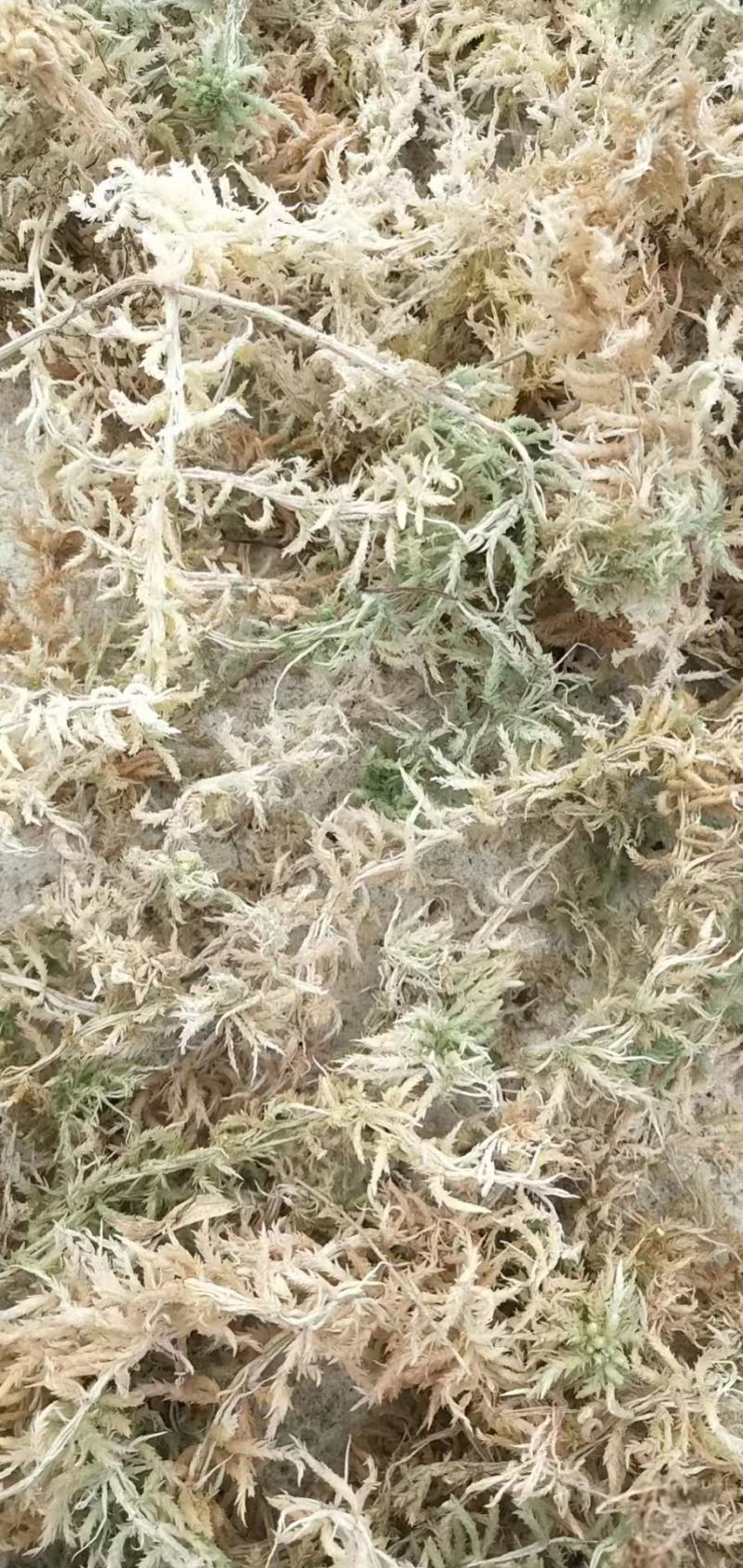 水苔水草海花草品质保证种植兰花必备