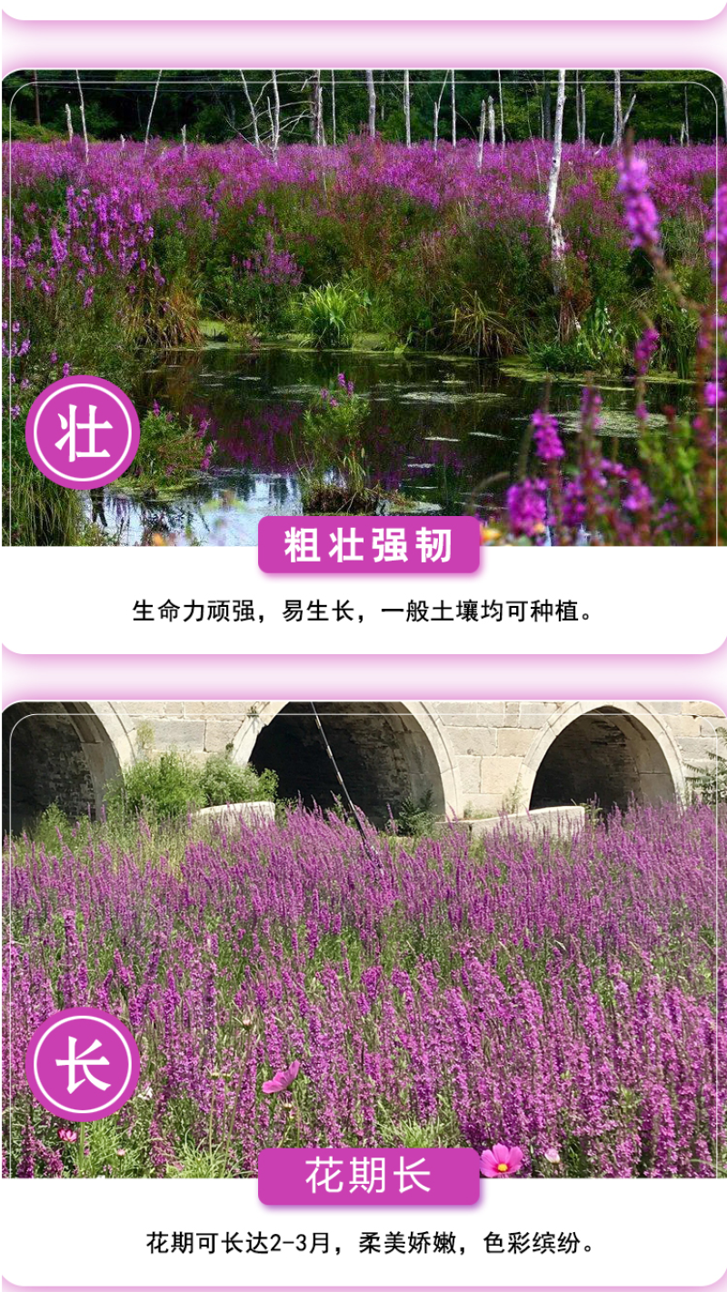 千屈菜种子水枝柳对叶莲景观花卉种子四季易种耐热耐湿品种