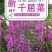 千屈菜种子水枝柳对叶莲景观花卉种子四季易种耐热耐湿品种