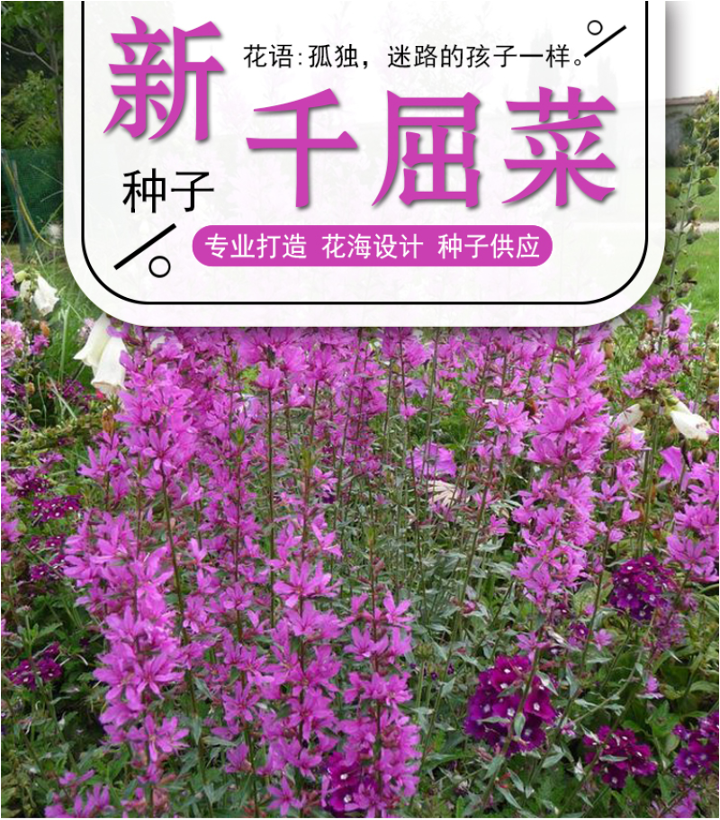 千屈菜种子水枝柳对叶莲景观花卉种子四季易种耐热耐湿品种