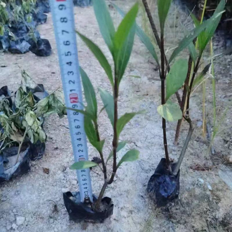 翠卢莉小袋大量供应，大量供应福建基地直销量大价优