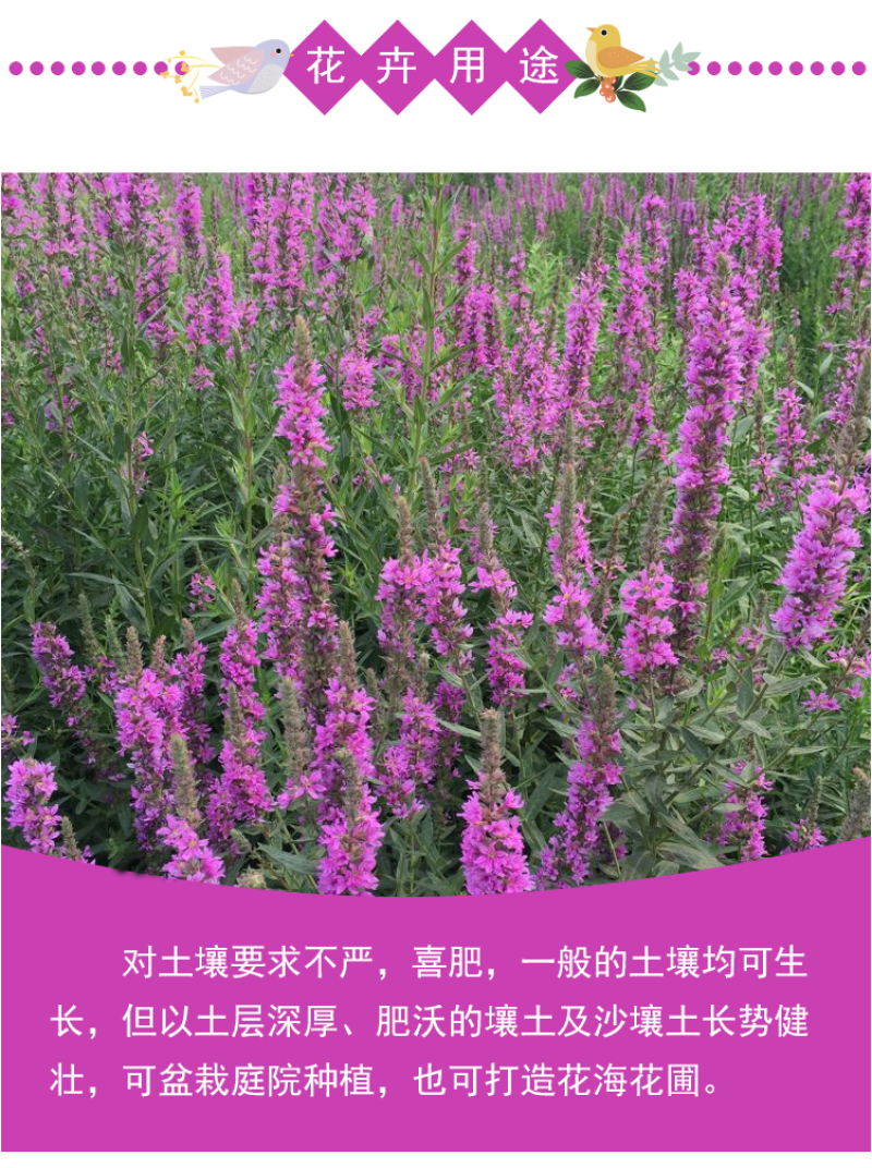 千屈菜种子水枝柳对叶莲景观花卉种子四季易种耐热耐湿品种