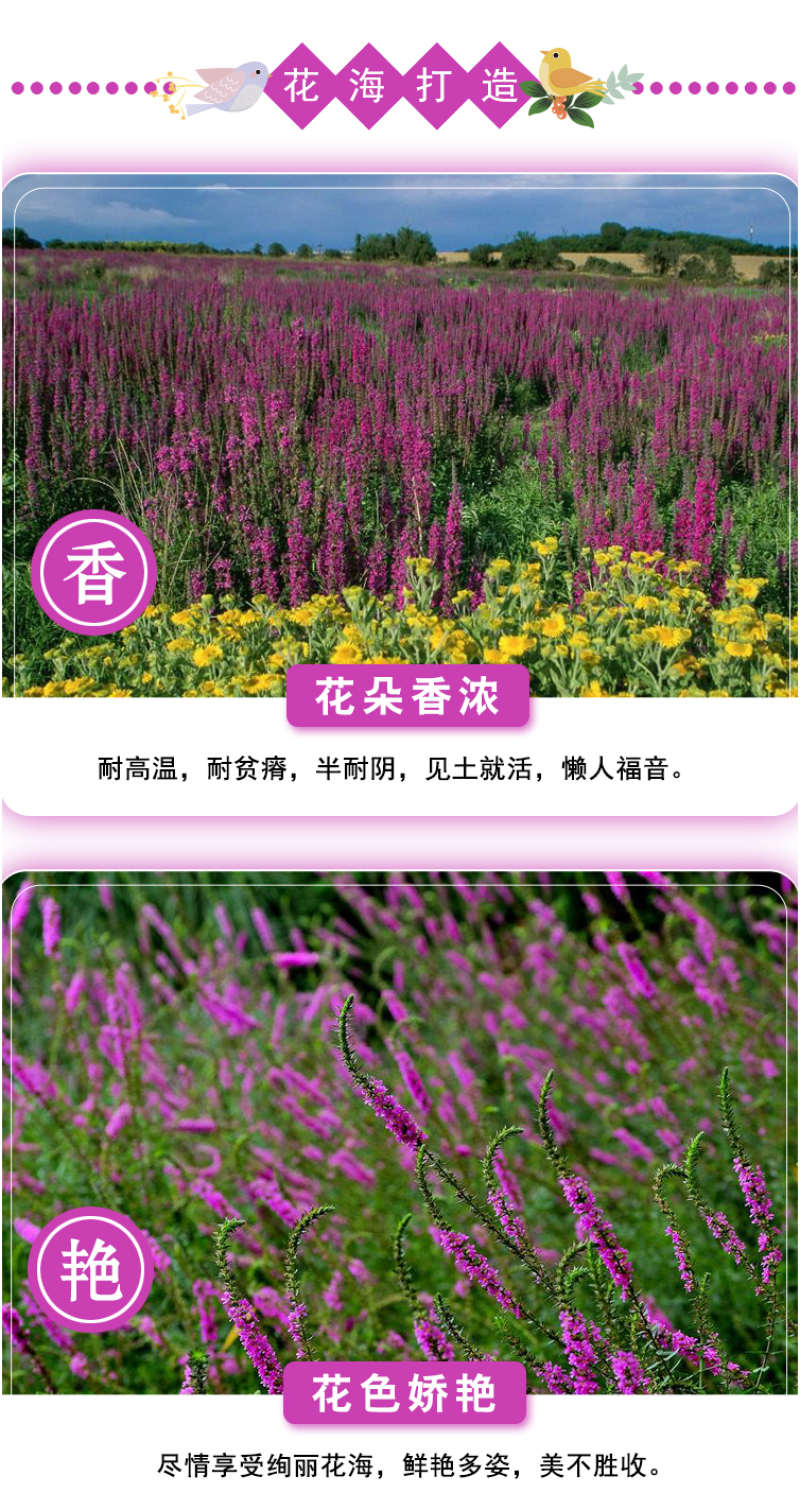千屈菜种子水枝柳对叶莲景观花卉种子四季易种耐热耐湿品种