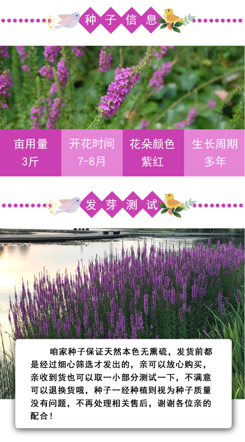 千屈菜种子水枝柳对叶莲景观花卉种子四季易种耐热耐湿品种