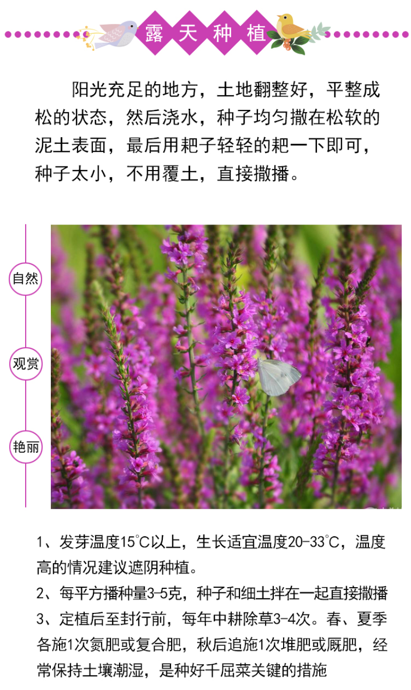 千屈菜种子水枝柳对叶莲景观花卉种子四季易种耐热耐湿品种