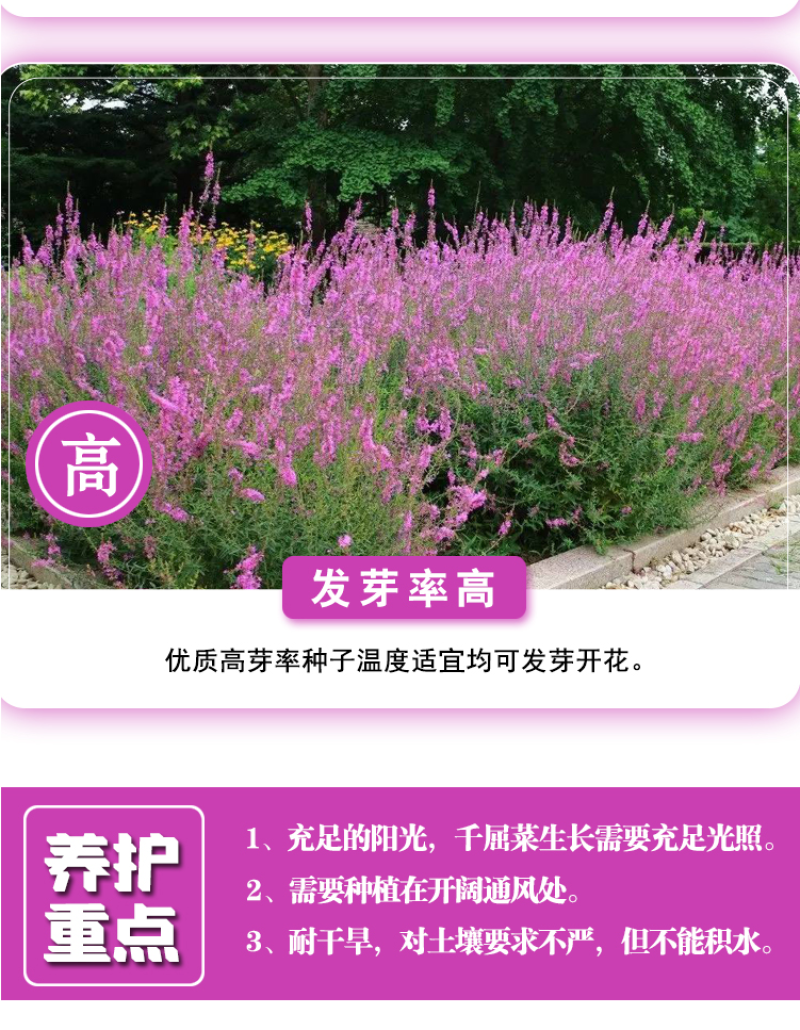 千屈菜种子水枝柳对叶莲景观花卉种子四季易种耐热耐湿品种