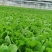 白菜苗基地直发根系好成活高品种全，专业育苗