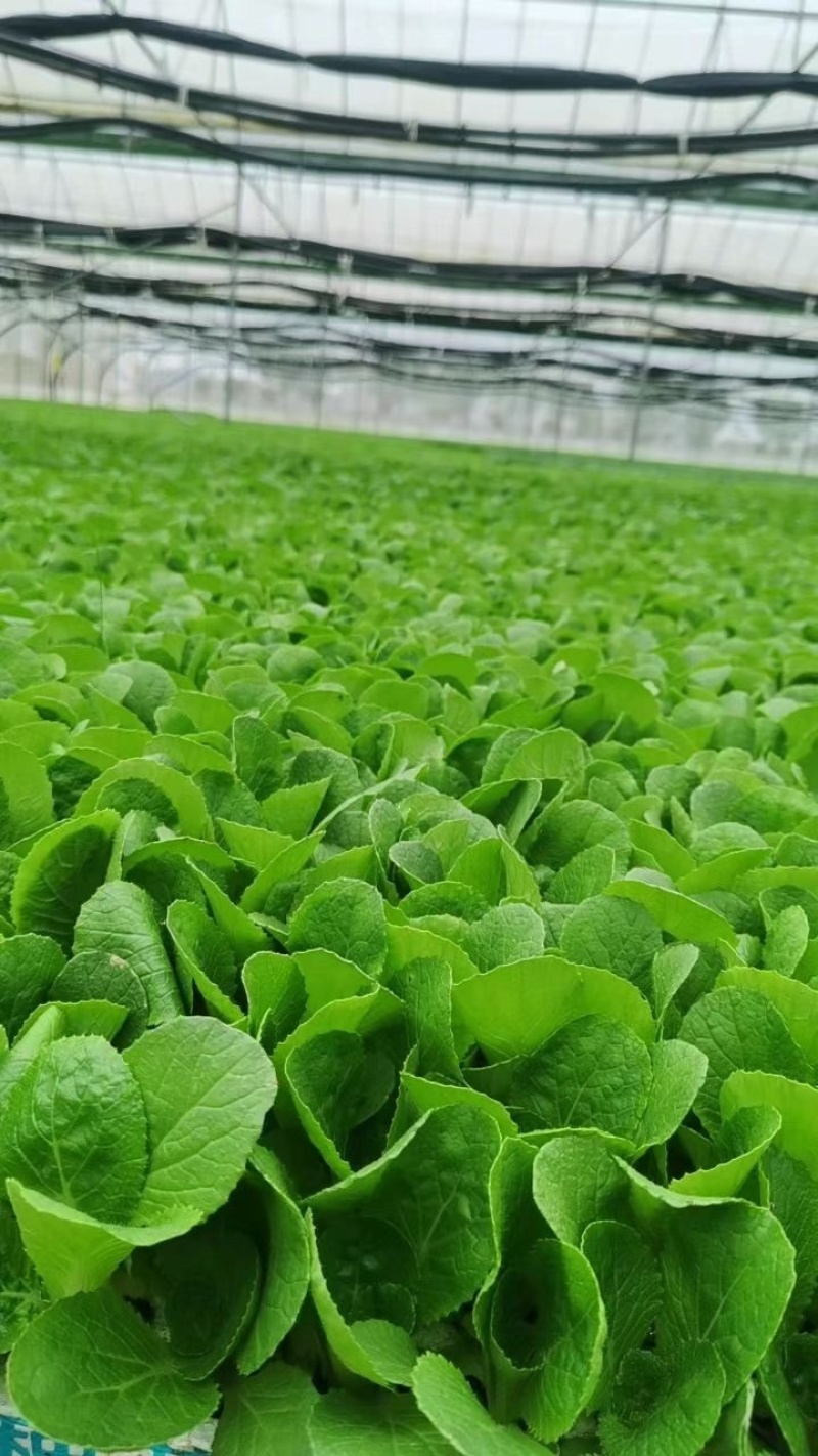 白菜苗基地直发根系好成活高品种全，专业育苗