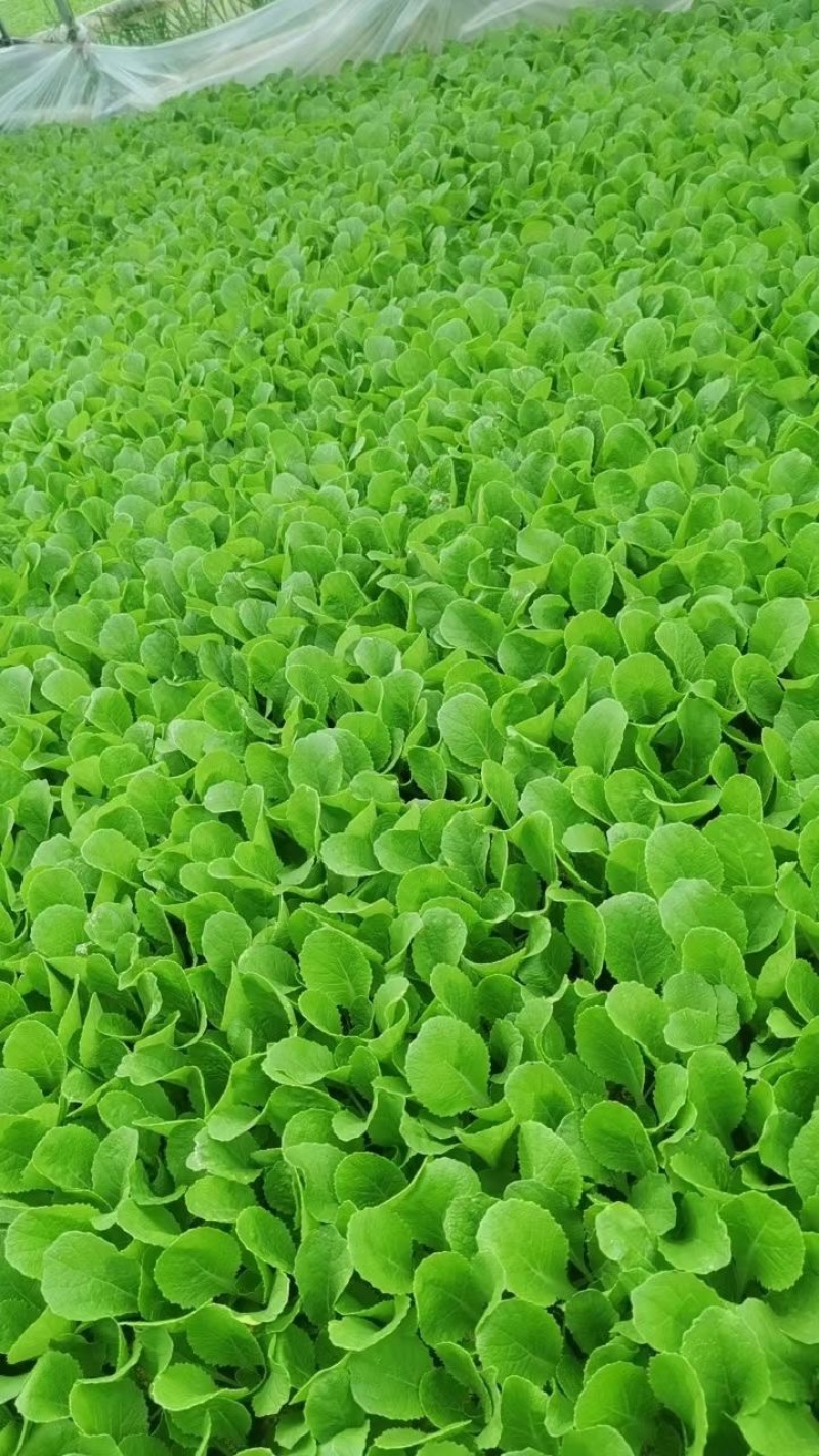 白菜苗基地直发根系好成活高品种全，专业育苗