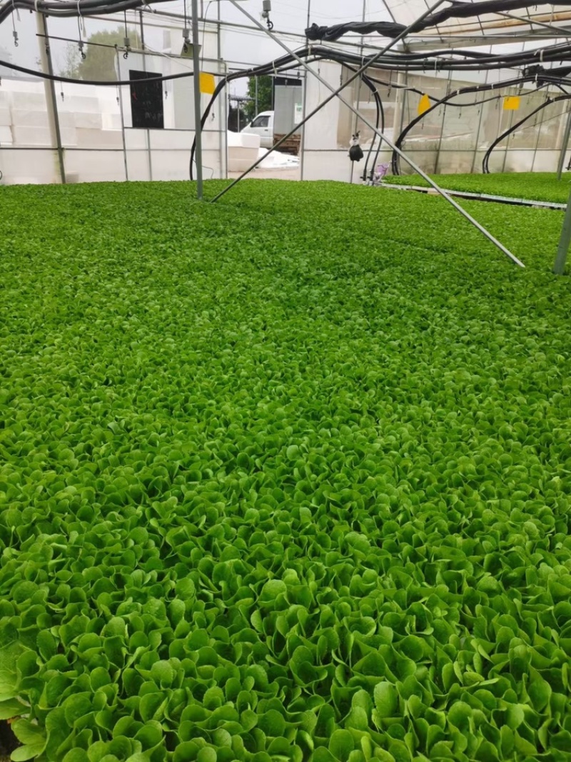 白菜苗基地直发根系好成活高品种全，专业育苗