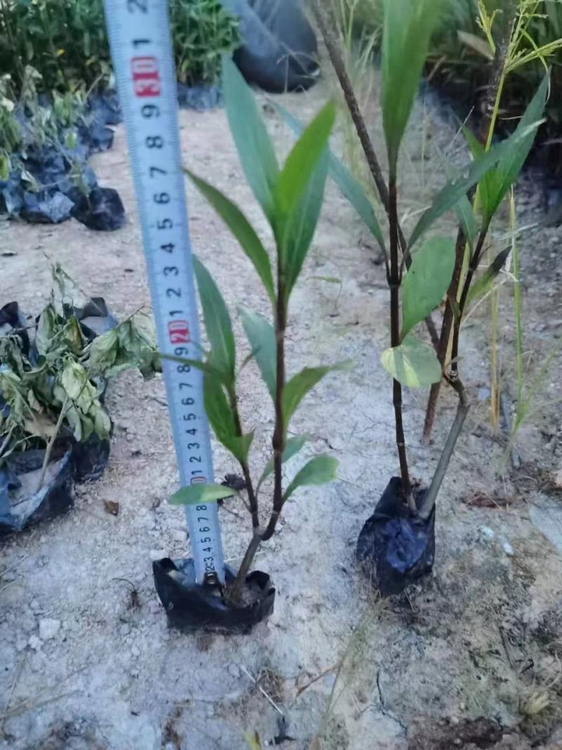 翠卢莉小袋大量供应，大量供应福建基地直销量大价优