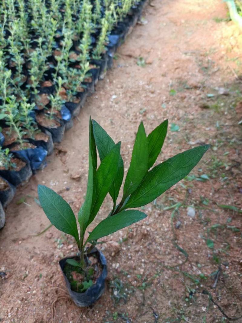 翠卢莉小袋大量供应，大量供应福建基地直销量大价优