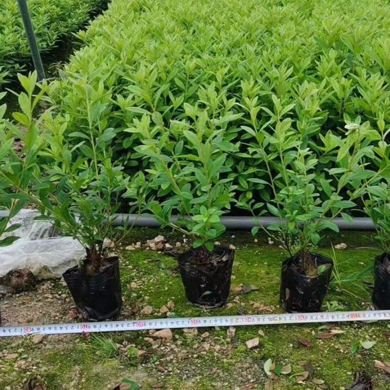 130杯毛杜鹃，大量供应福建基地直销量大价优