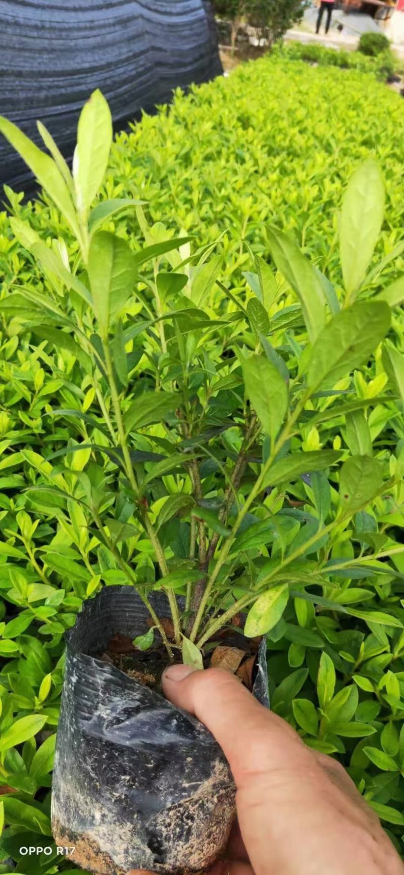 130杯毛杜鹃，大量供应福建基地直销量大价优