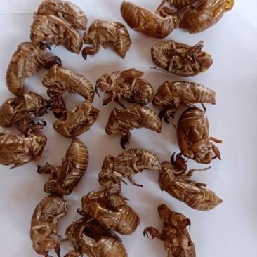 大货批发蝉蜕一手货源