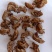 大货批发蝉蜕一手货源