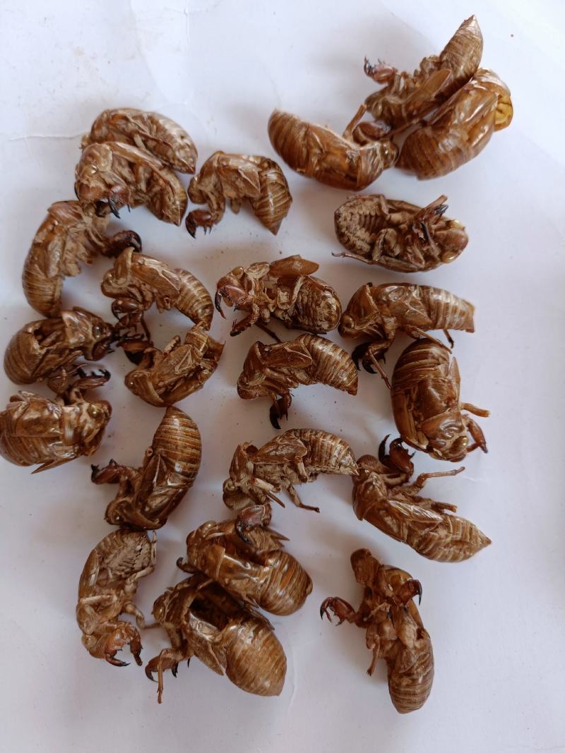 大货批发蝉蜕一手货源