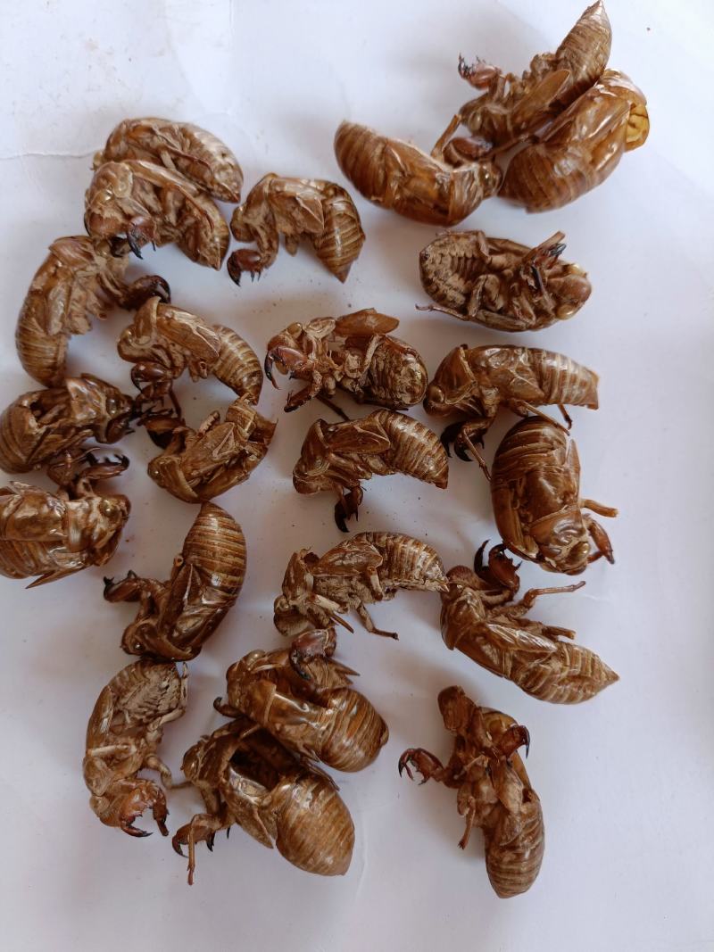 大货批发蝉蜕一手货源