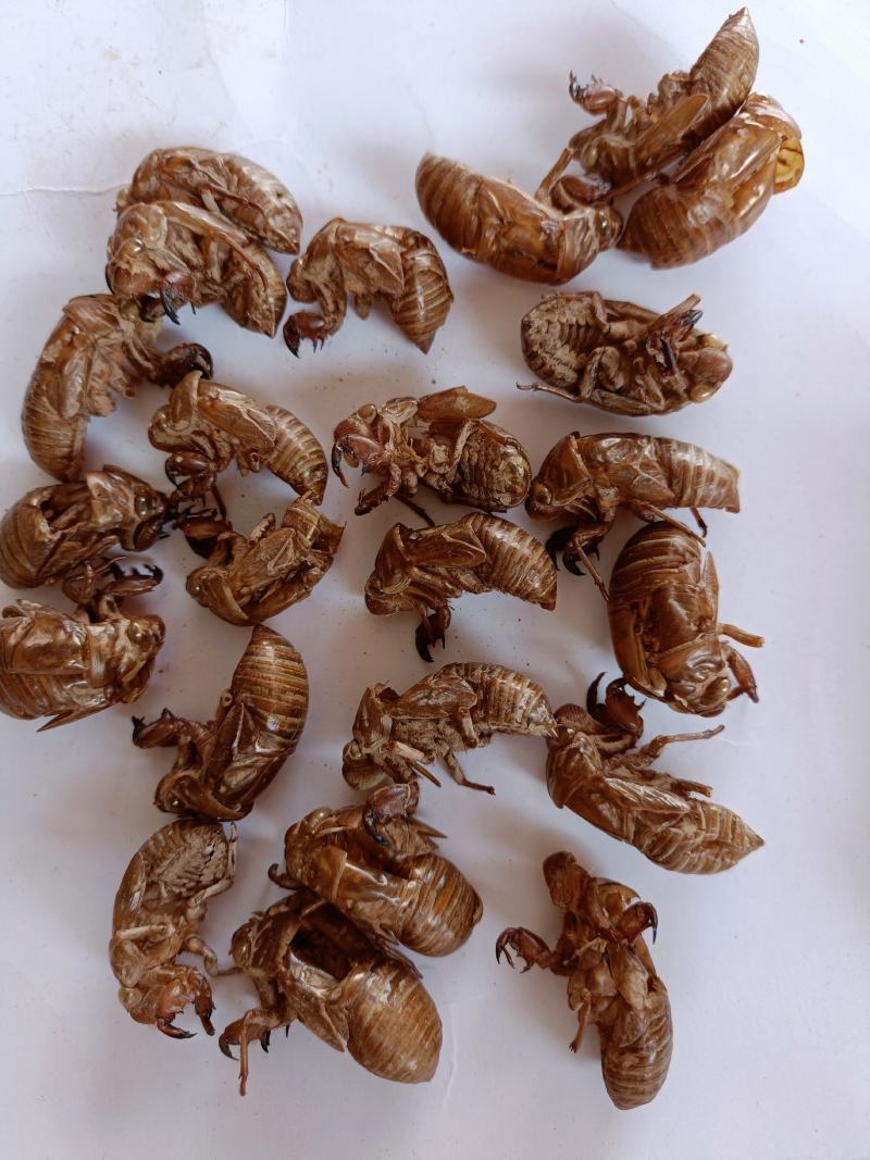 大货批发蝉蜕一手货源