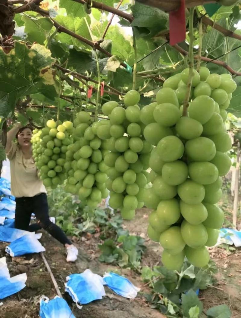 阳光玫瑰又大又甜晶莹剔透坏果包赔哦价格优惠