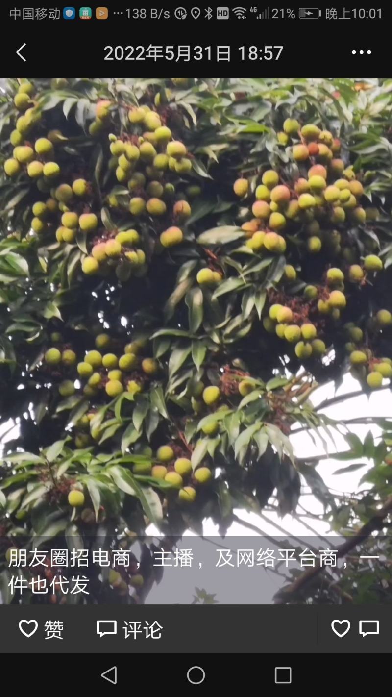 广西钦州钦南区附近产地六月红荔枝直供全国各地，货量大