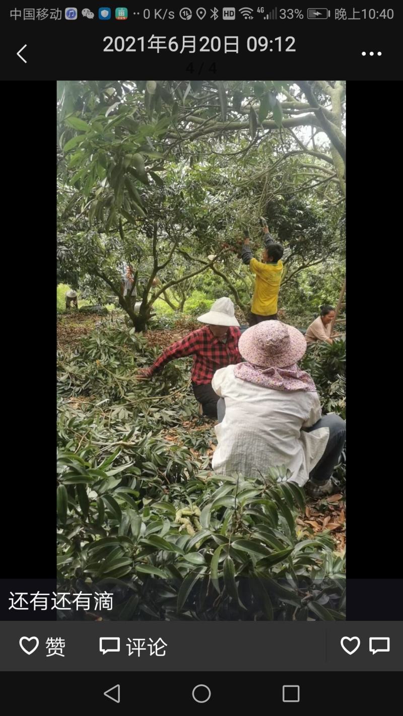 广西钦州钦南区附近产地六月红荔枝直供全国各地，货量大