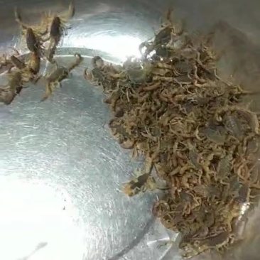 莱阳批发
