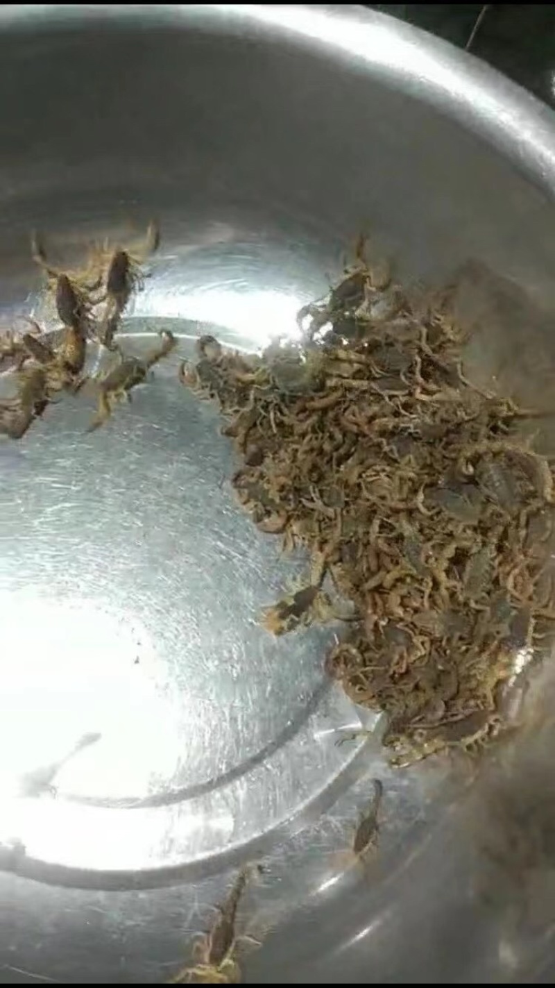 莱阳批发