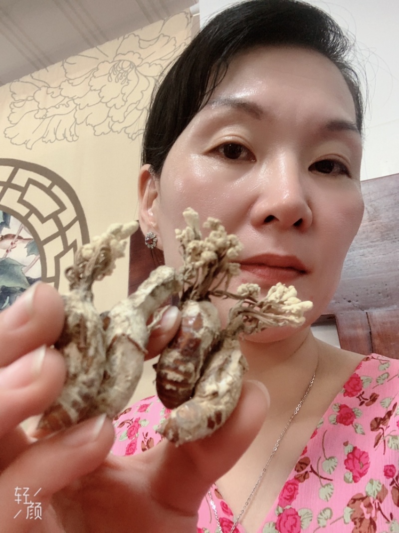 金蝉花精挑带花2022年