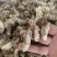 金蝉花精挑带花2022年