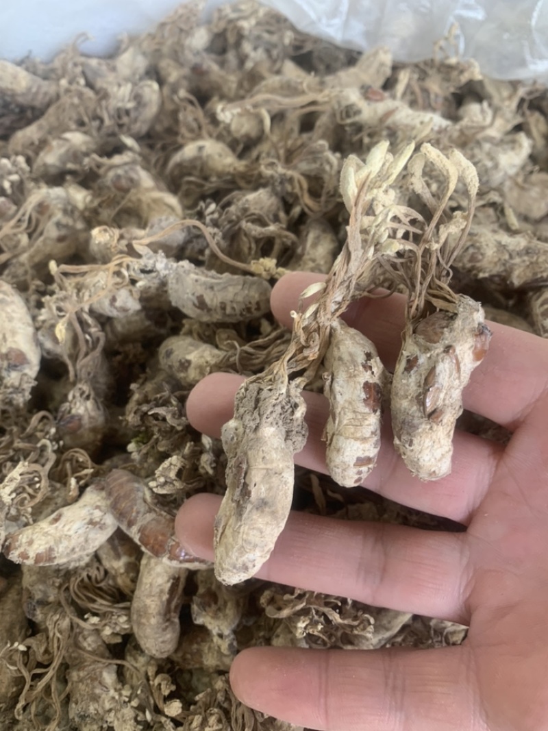 金蝉花精挑带花2022年