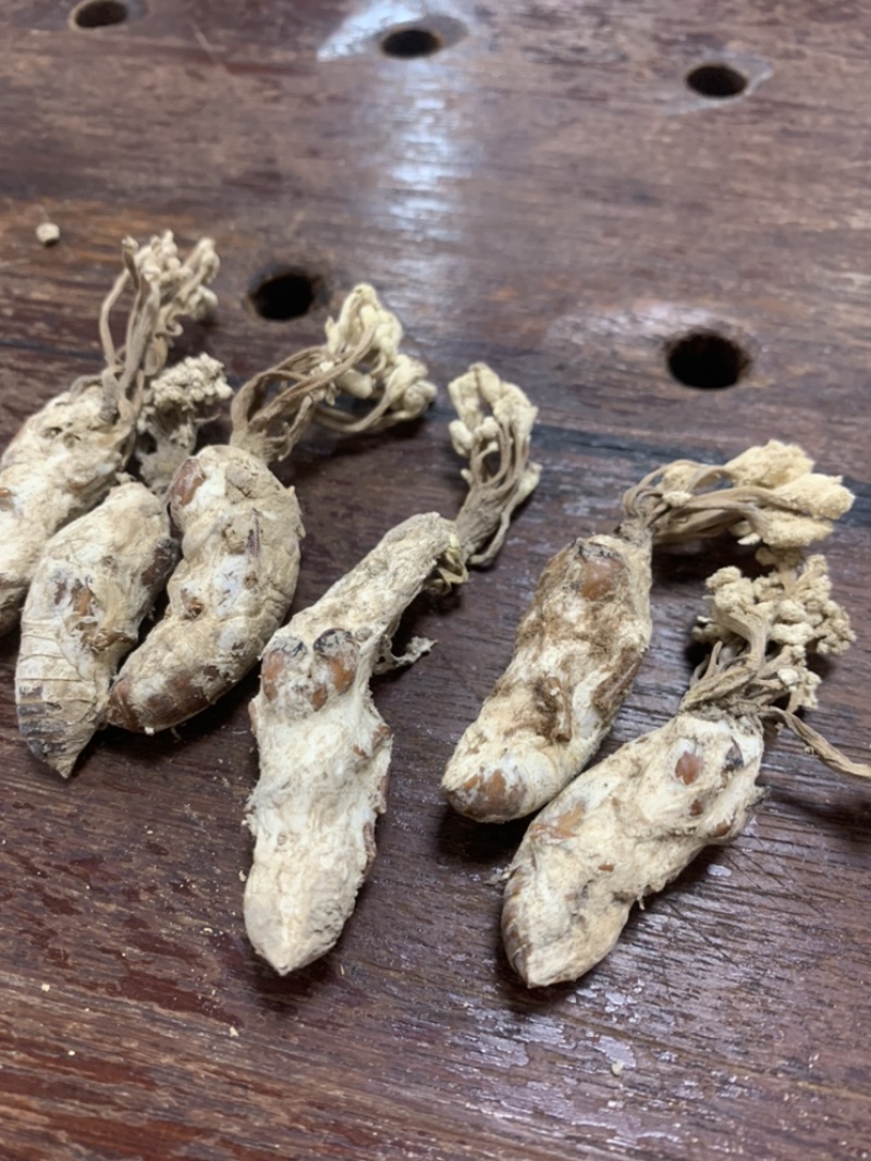 金蝉花精挑带花2022年