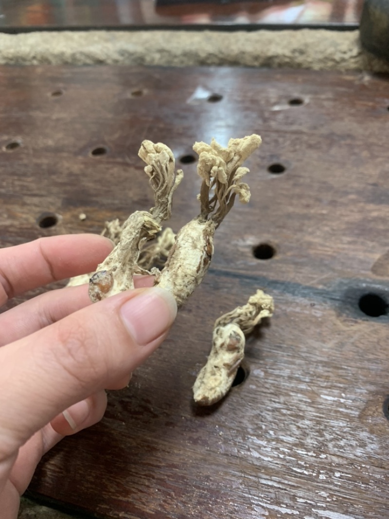 金蝉花精挑带花2022年