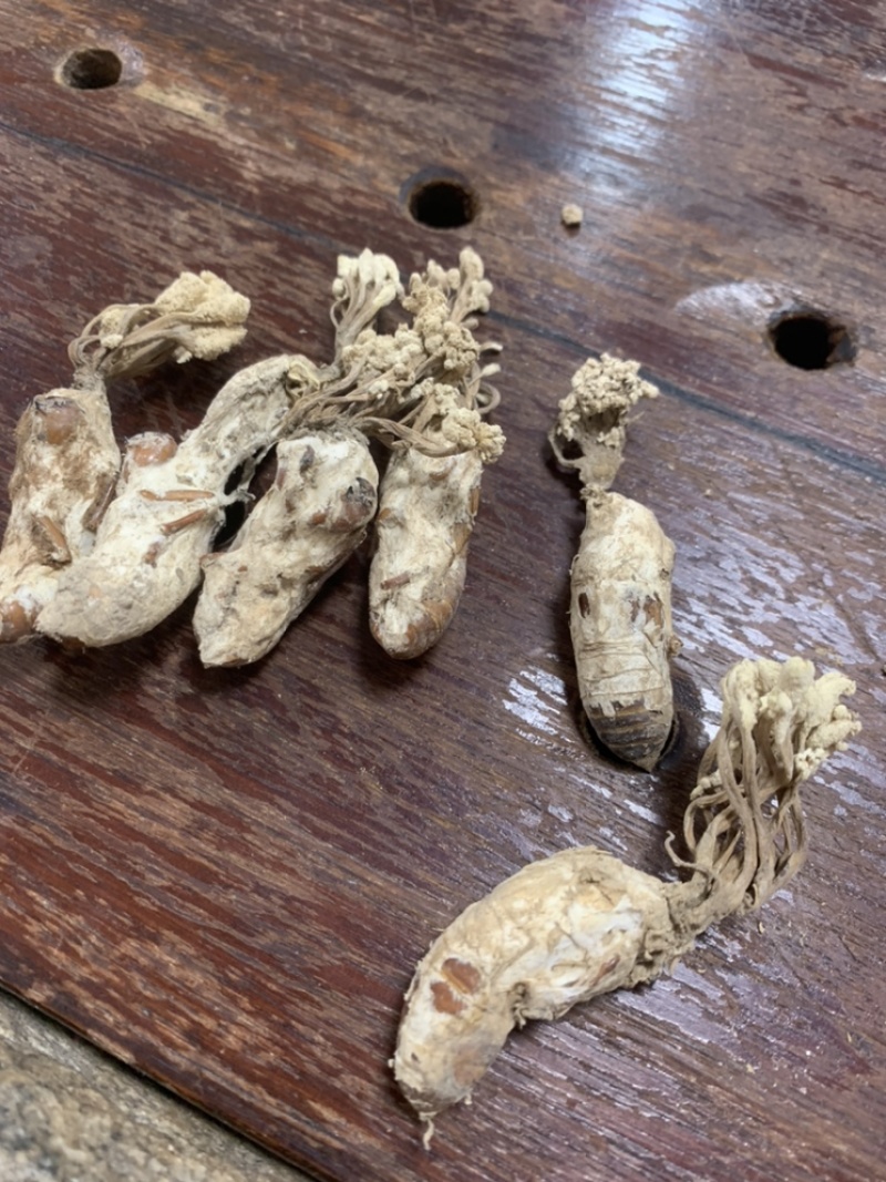 金蝉花精挑带花2022年